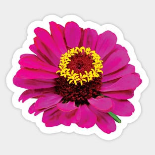 Zinnias - Magenta Zinnia Sticker